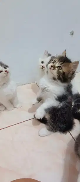 Calico jantan persia