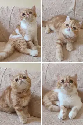 Kitten Exotic Short Hair
