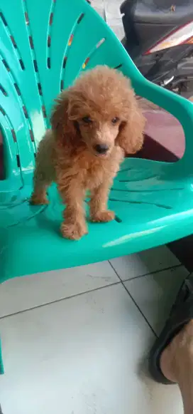 Anakan poodle jantan 2 bulan lebih