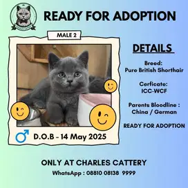 WCF-ICC British Shorthair Male (China/German)