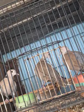 Puter pelung bukan tekukur derkuku bukan perkutut  nukan kandang besi