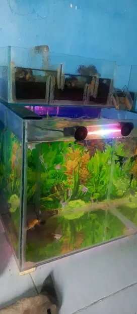 Aquarium full set