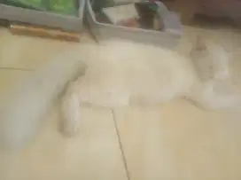 Kucing persia 5 bulan