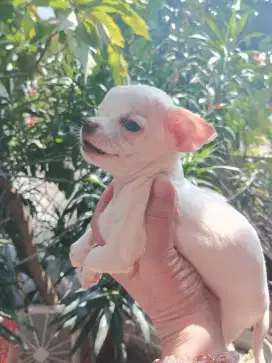 Supermini puppy Chihuahua