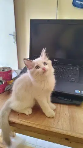 Kucing kitten ragdoll betina
