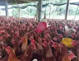 Ayam Merah Petelur