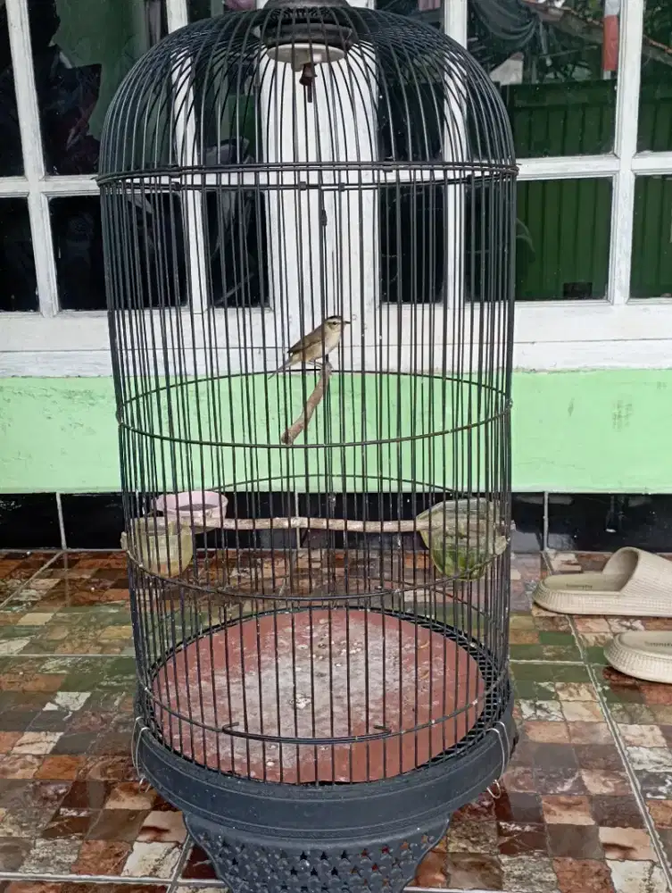 Kerak basi alis hitam shinchan