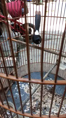 Jual BU kurang terawat karna sibuk kerja
