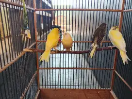 Burung kenari paudin