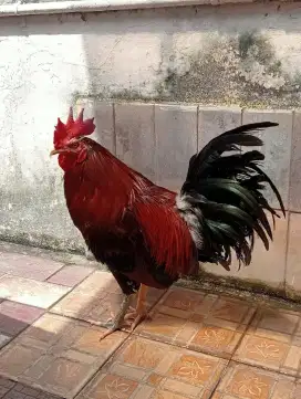 Di jual ayam kampung katuranggan tunjang besi