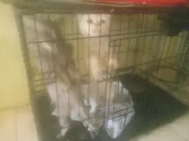 Kucing anggora dan bsh