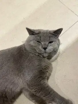 kucing british short hair umur 1 tahun
