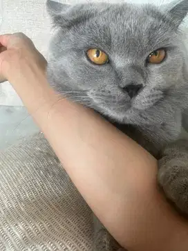 kucing british short hair umur 1 tahun