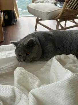 kucing british short hair umur 1 tahun