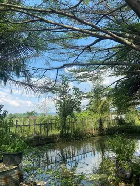 Tanah pertanian hidroponik dengan pemandangan indah di Bogor