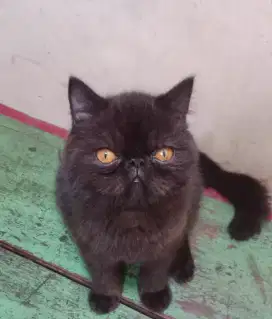 Persia peaknose exo jantan