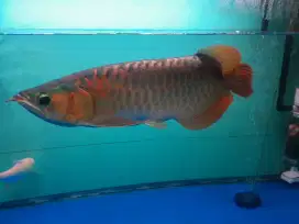 Arwana Super Red