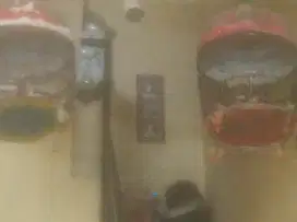 Burung perkutut cemani gacor