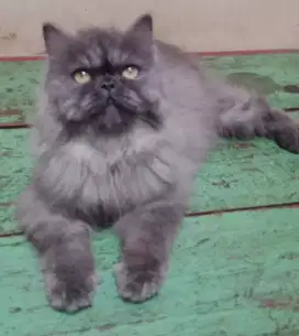 Persia flatnose longhair