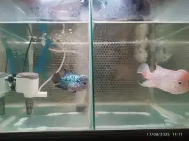 Di jual full set aquarium dan ikan Louhan lanjut progres