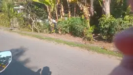 Tanah kebun kelapa dan pisang di singaraja desa temukus