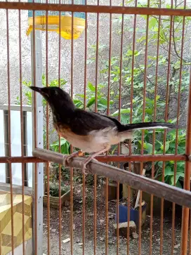 Murai trotol ril jantan