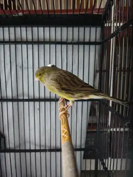Kenari Betina F1 YS