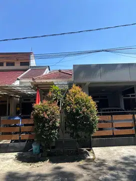Pinus regency, pinus timur