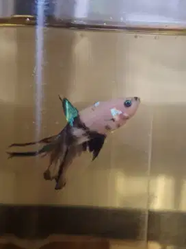 Ikan cupang bonsai hm