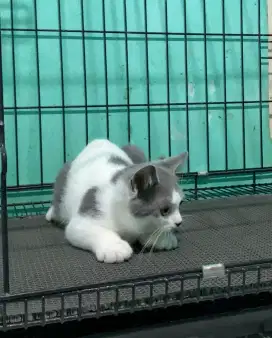 BSH BRITISH SHORTHAIR BICOLOR JANTAN