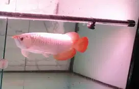 Arwana sr uk 32 cm