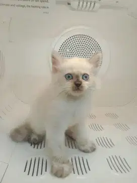 Memandikan Kucing