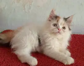 Persia kitten calico