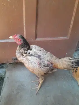Betina bulbi pama