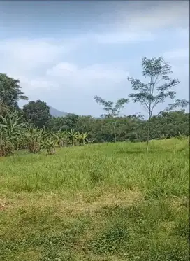 Tanah dan Kandang Sapi