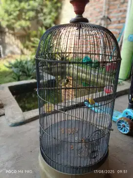 Dijual kolibri kelapa,rawatan dr lolohan