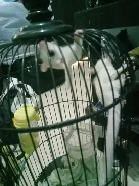 Sugar glider leucistic