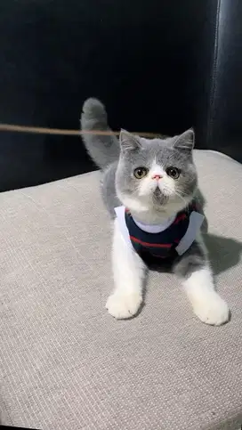peaknose exotic jantan
