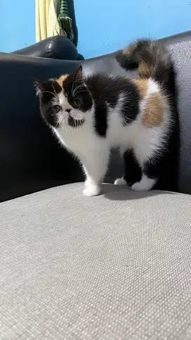 peaknose exo betina 10 bulan