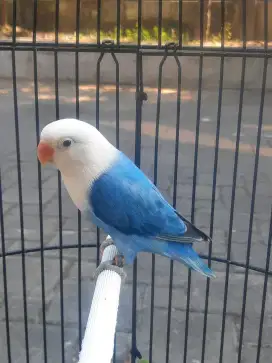 Lovebird Biola Blue Kualitas Superr