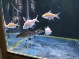Ikan kaviat platinum balaksak palmas pribadi