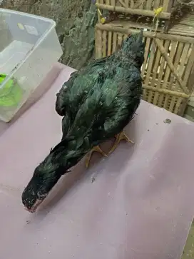 Ayam Bangkok biangan phakoy x burma