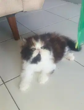Persia Peaknose