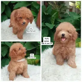 Toy tiny poodle stambum nego sampai deal