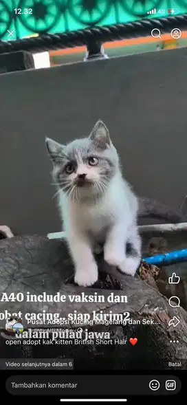 Kitten British Short Hair