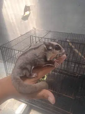 Sugar glider betina