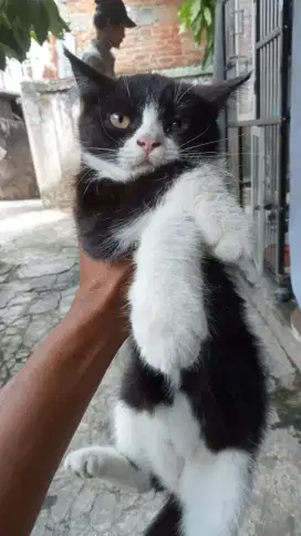 Kitten persia shorthair