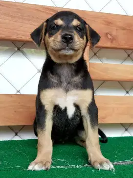 Anakan anjing ras mix