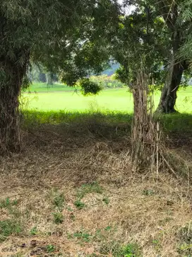 kavling Pemandangan Golf - Siap Bangun - Griya alam sentul -