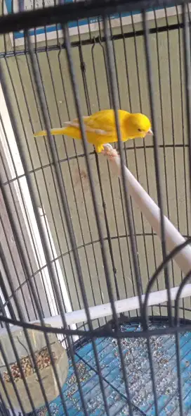 Mau jual burung kenari gacor dewasa warna kuning setabilo kuning pull
